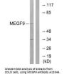 Anti-MEGF9/Egfl5 Antibody