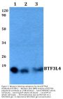 Anti-BTF3L4 Antibody
