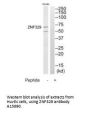 Anti-Zinc finger protein 329 ZNF329 Antibody