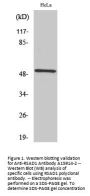 Anti-RSAD1 Antibody