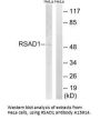 Anti-RSAD1 Antibody