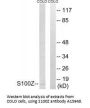 Anti-Protein S100-Z S100Z Antibody