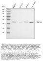 Anti-RNF44 Antibody Picoband®
