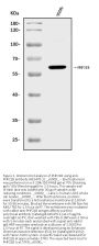Anti-PHF21B Antibody Picoband®