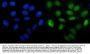 Anti-PHF21B Antibody Picoband®