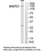 Anti-SH3TC1 Antibody