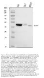 Anti-SLC25A51/52 Antibody Picoband®