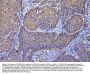 Anti-SLC25A51/52 Antibody Picoband®