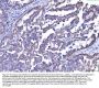 Anti-SLC25A51/52 Antibody Picoband®
