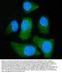 Anti-SLC25A51/52 Antibody Picoband®