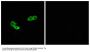 Anti-Olfactory receptor 56A3 OR56A3 Antibody