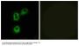 Anti-Olfactory receptor 5M1 OR5M1 Antibody