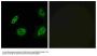 Anti-Olfactory receptor 4B1 OR4B1 Antibody