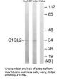 Anti-C1QL2/C1Qtnf10 Antibody