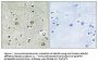 Anti-Protein ABHD8 ABHD8 Antibody