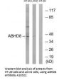 Anti-Protein ABHD8 ABHD8 Antibody