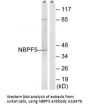 Anti-NBPF5 NBPF5P Antibody