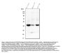 Anti-Tmem255b Antibody Picoband®