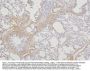 Anti-Tmem255b Antibody Picoband®