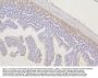 Anti-Tmem255b Antibody Picoband®