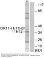 Anti-OR11H1/11H2/11H12 Antibody