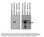 Anti-KSHV ORF57 Antibody