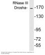 Anti-RNase III Drosha Antibody
