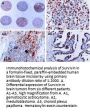 Anti-Survivin birc5.1-a Antibody