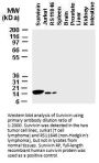 Anti-Survivin birc5.1-a Antibody