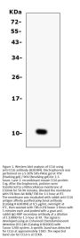 Anti-CCL6 Antibody Picoband®