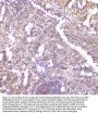 Anti-CCL6 Antibody Picoband®