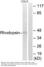 Anti-Rhodopsin Antibody