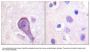 Anti-Rhodopsin Antibody