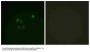 Anti-Chk1 CHEK1 Antibody