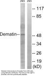 Anti-Dematin DMTN Antibody