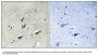 Anti-Dematin DMTN Antibody