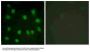 Anti-Dematin DMTN Antibody
