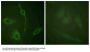 Anti-PDGFR alpha Antibody