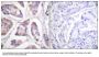 Anti-Vinculin VCL Antibody