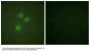Anti-NIFK Antibody