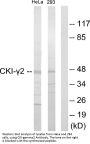Anti-CKI-gamma2 Antibody