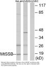 Anti-MtSSB SSBP1 Antibody