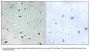 Anti-MTG16 Antibody