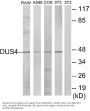 Anti-DUSP4 Antibody