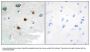 Anti-DUSP4 Antibody