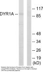 Anti-DYR1A DYRK1A Antibody
