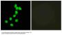 Anti-DYR1A DYRK1A Antibody