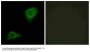 Anti-PLCH GPAT3 Antibody