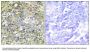 Anti-UBXD5 Antibody