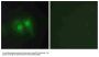 Anti-STEA3 Antibody